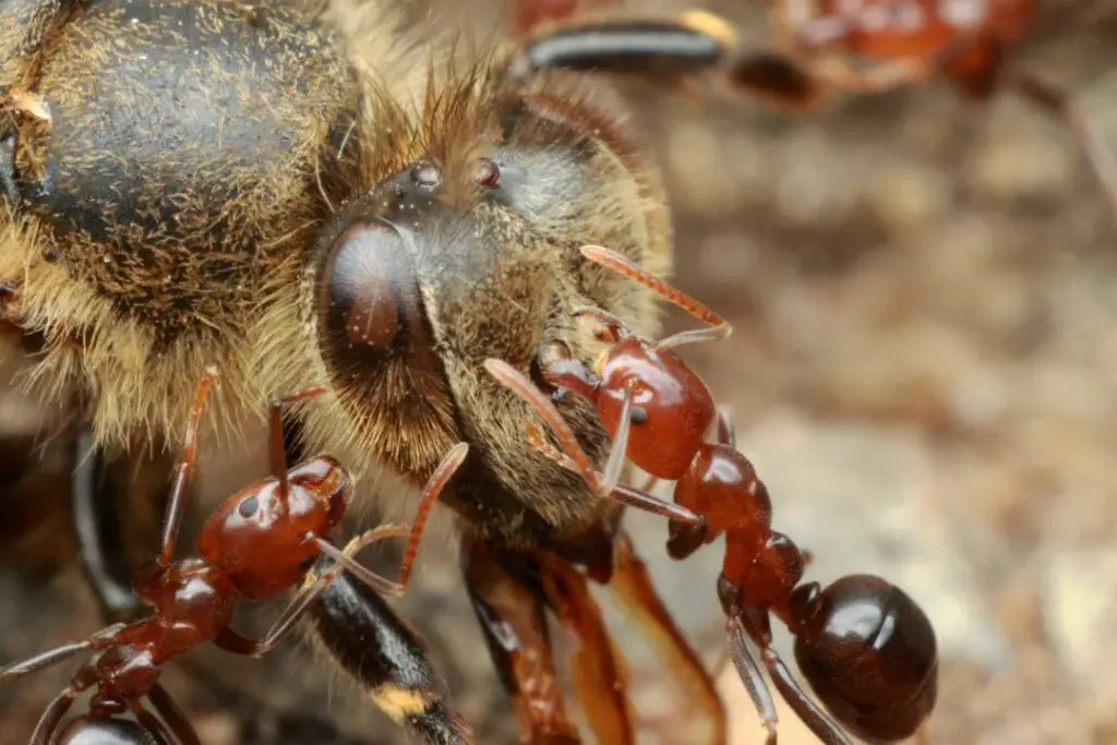 a honeybee being attacked by ants in their nest