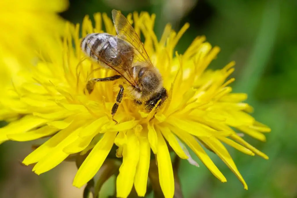 a honeybee covered in dandelion pollen