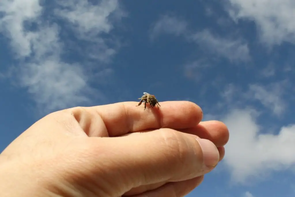 a honeybee resting calmly on my hand