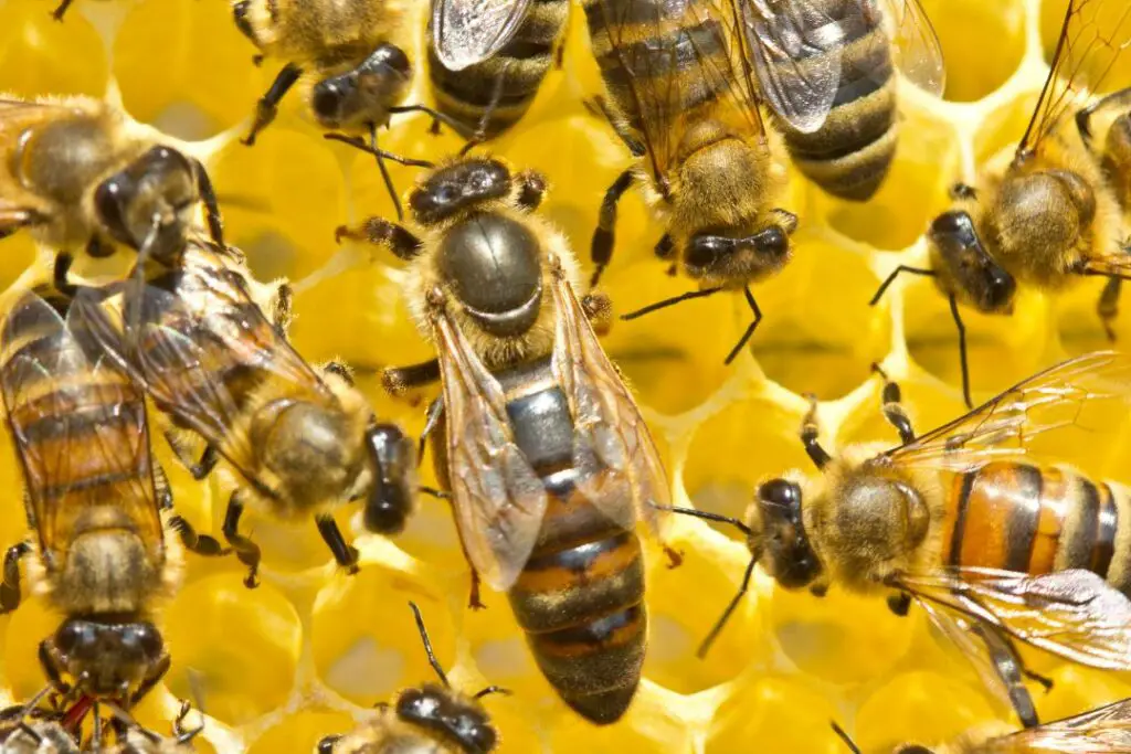 a queen bee in amongst smaller worker bees tending to the comb