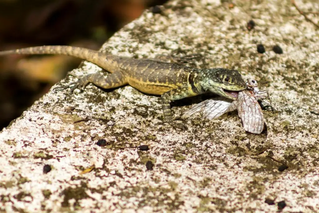 a small gecko lizard eating a moth