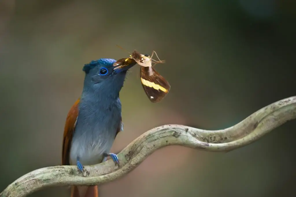 an asian flycatcher with a butterfly in it's mouth