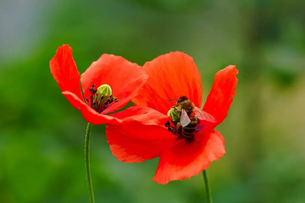 bee grasping on to a common poppy