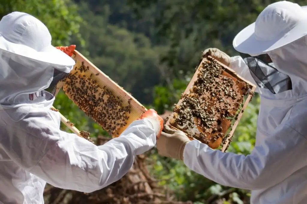 beekeepers inspecting hundreds of bees in their frames