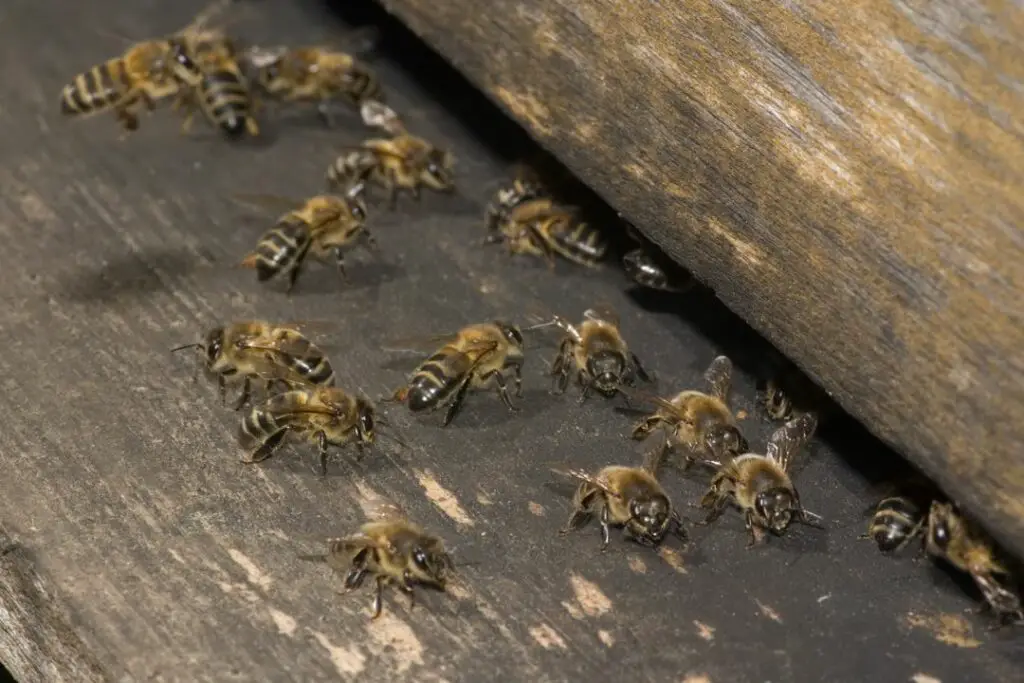 bees performing a waggle dance at the entrance to their hive