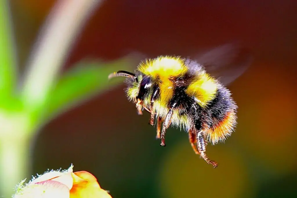 bumblebee using it's sense of smell to identify nectar and pollen rich flora