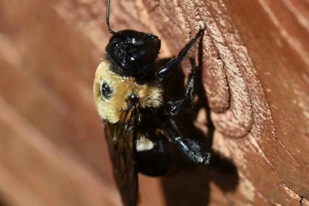 carpenter bee about to start burrowing into wood to make it's nest