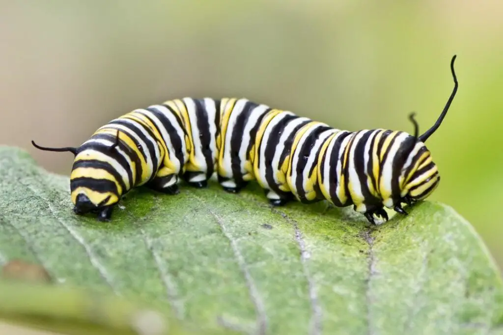 caterpillar munching it's way through a leaf