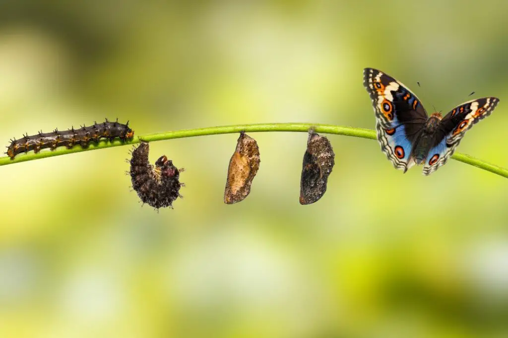 caterpillar with mandibles transforming  into a butterfly with a proboscis