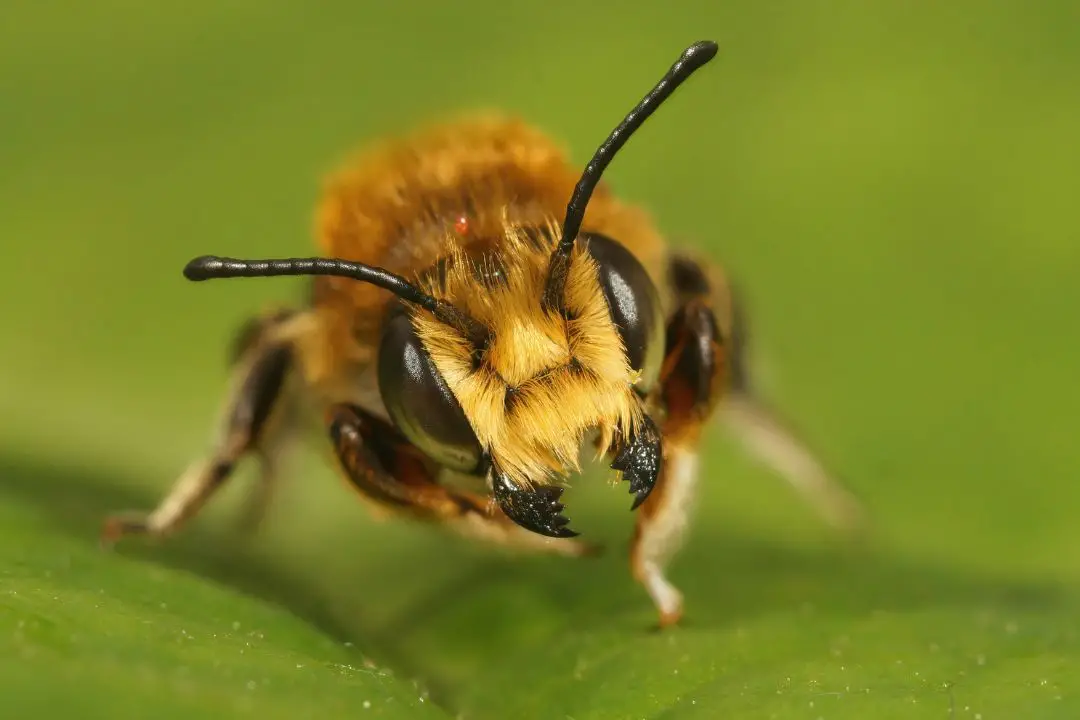 Can Bees Bite? (A Surprising Answer) - Revive A Bee