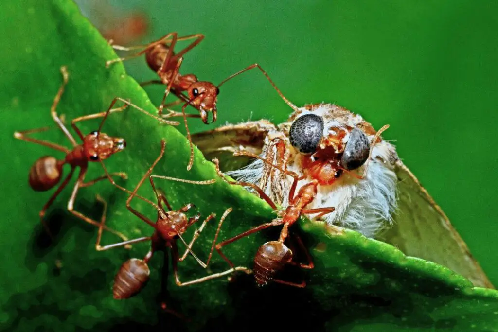 dead moth being consumed by red fire ants