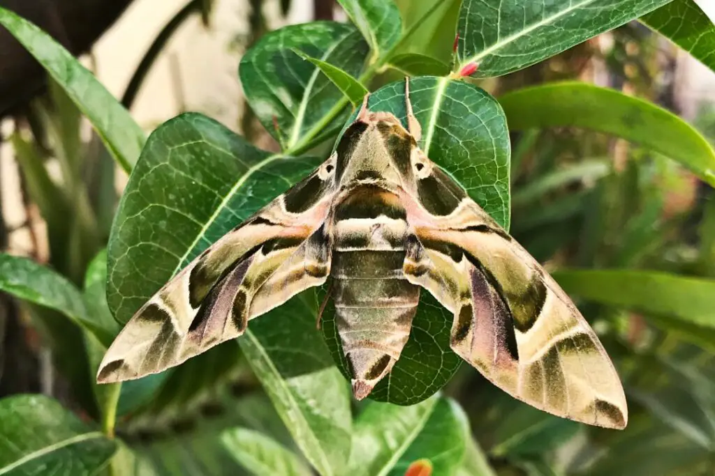 example of a camouflaged moth