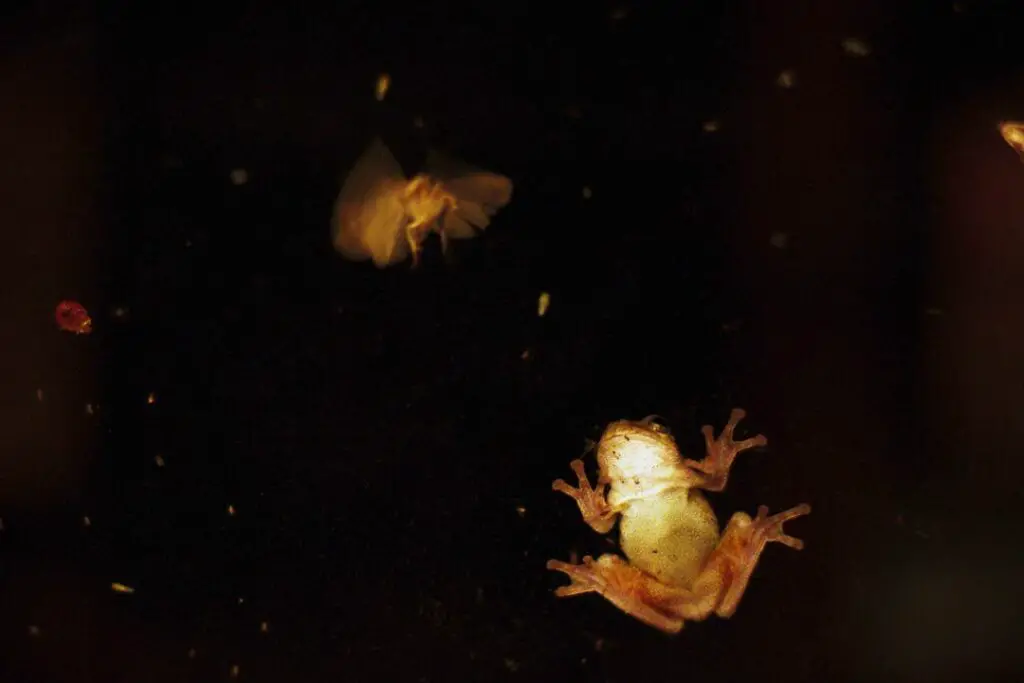 frog hunting a moth at night