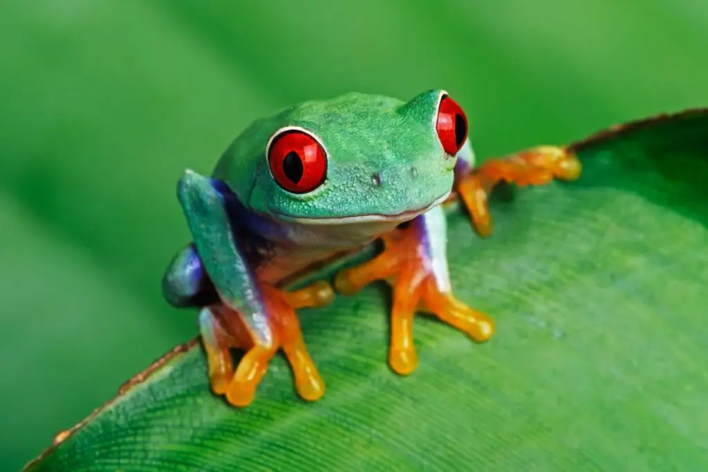 frog with bright red eyes waiting patiently on a leaf for it's next meal
