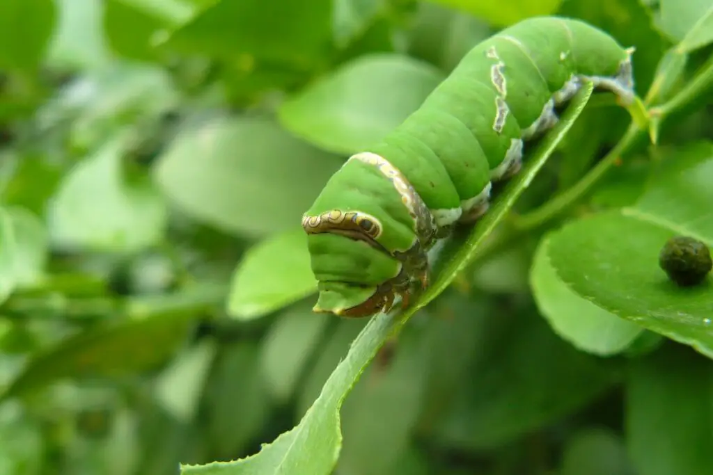 green caterpillar on a leaf stem 