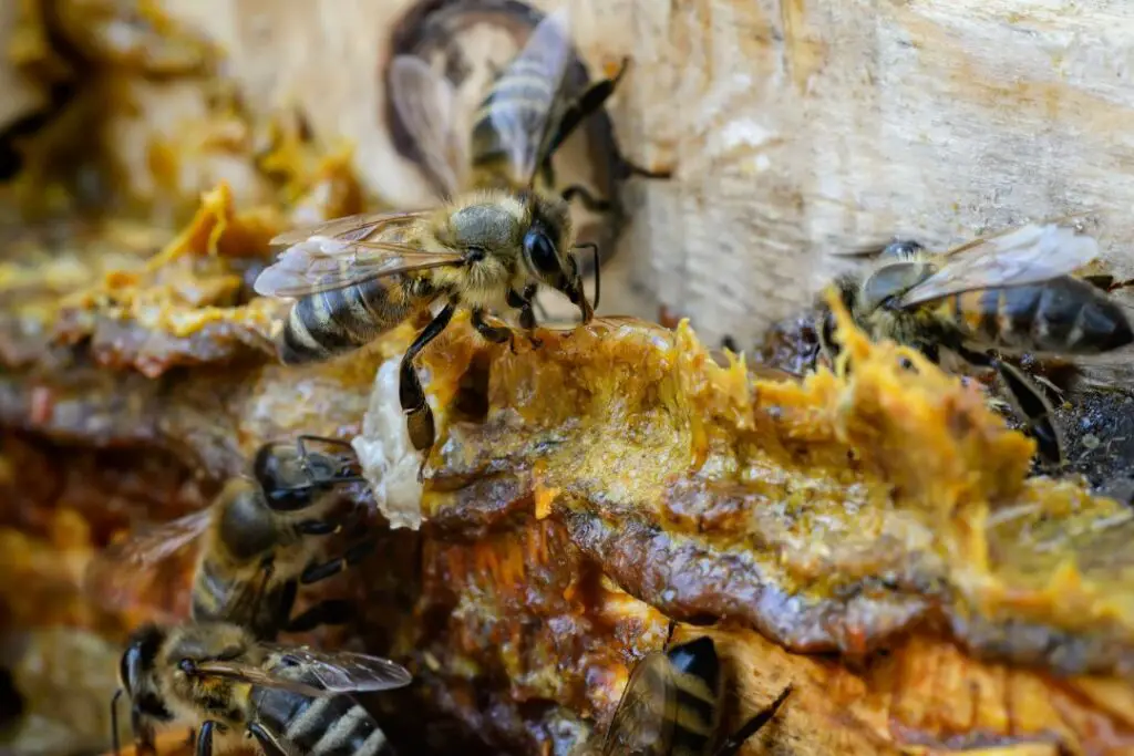 guard bees ready to signal the alarm if a predator comes near