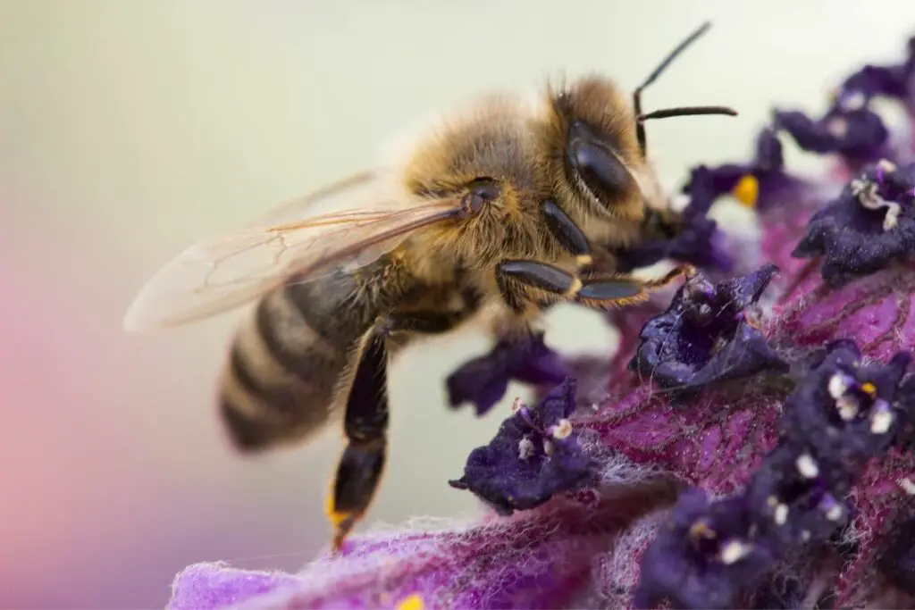 honey bee collecting nectar from a lavender plant