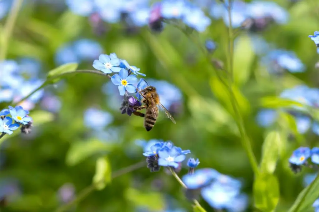 honey bee collecting resources from a forget me not flower