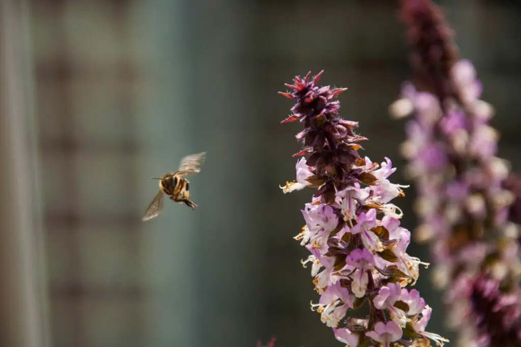 honey bee in mid flight using it's sense of smell to locate the next suitable flower for foraging