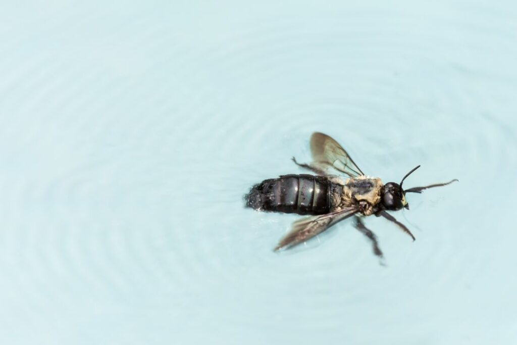 honey bee swimming in water