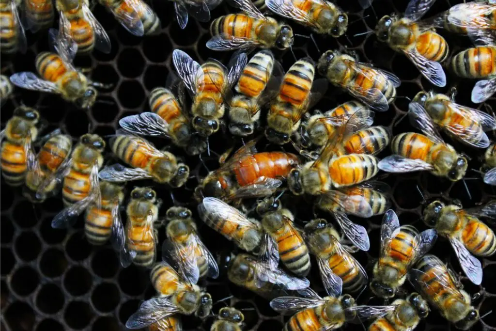 honey bees crowding and balling a queen that is no longer producing healthy larvae