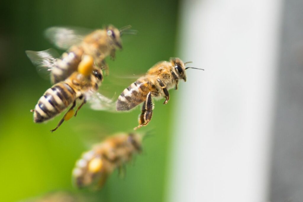 honey bees flying to defend against unwanted intruders