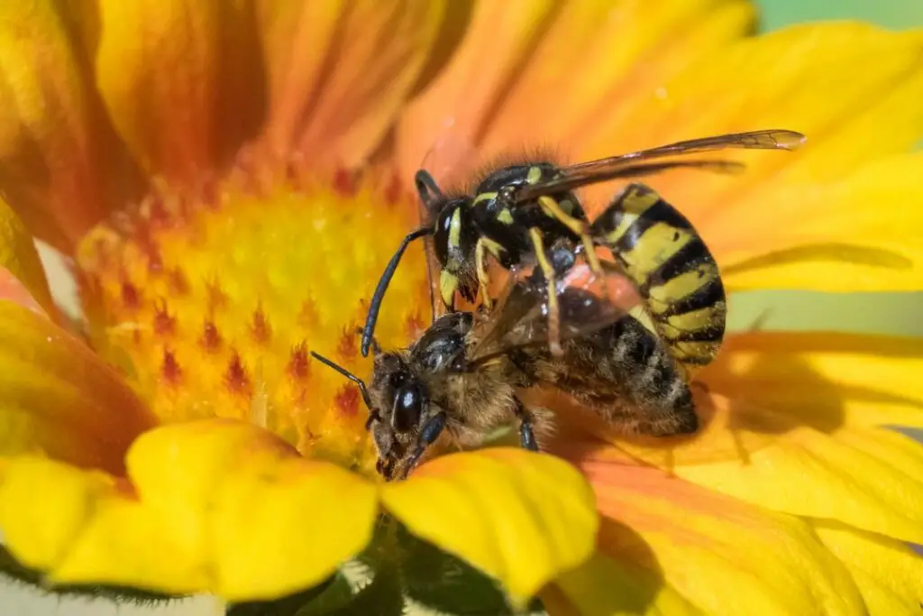 honeybee being attacked by a wasp on a flower