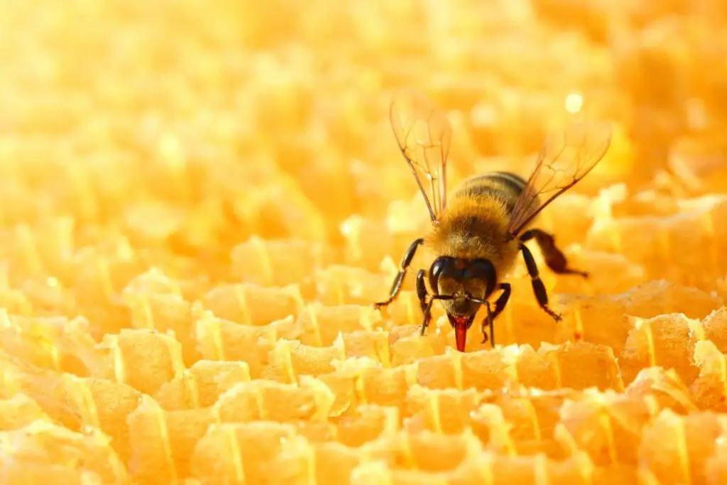honeybee slurping up honey from honeycomb