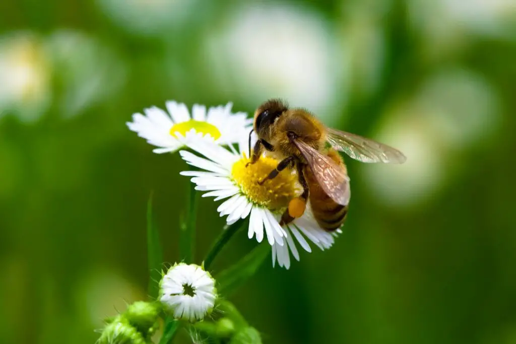 honeybee using it's proboscis to collect nectar from a daisy