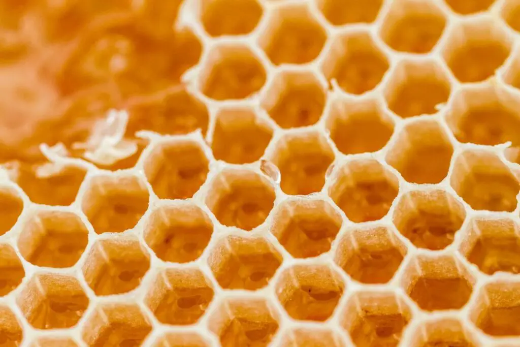 honeycomb full of delicious honey ready to be eaten