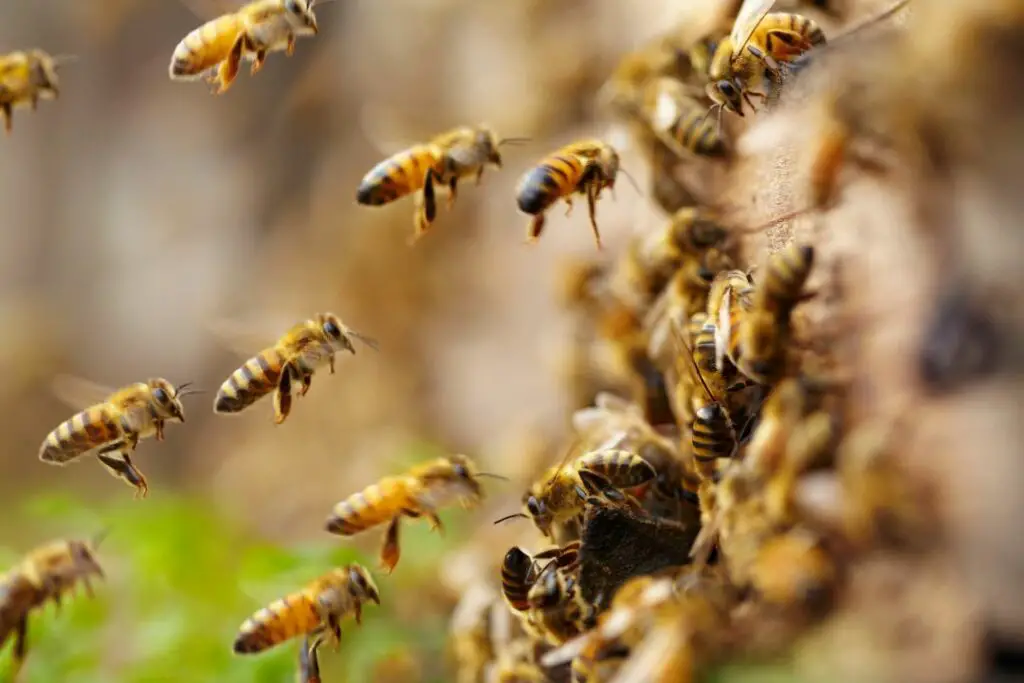 honey bees descending on the entrance to a hive