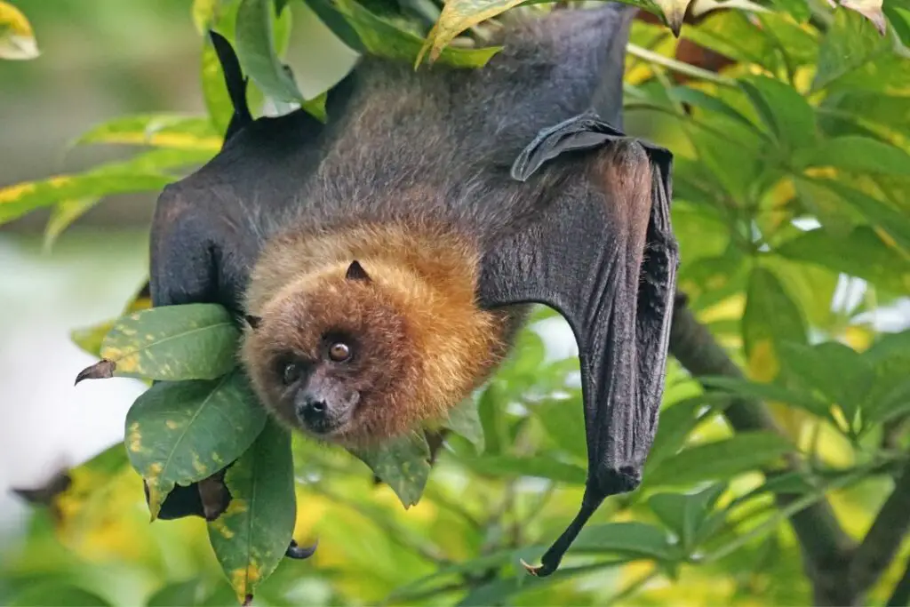 large bat hanging from a branch in search of it's next meal