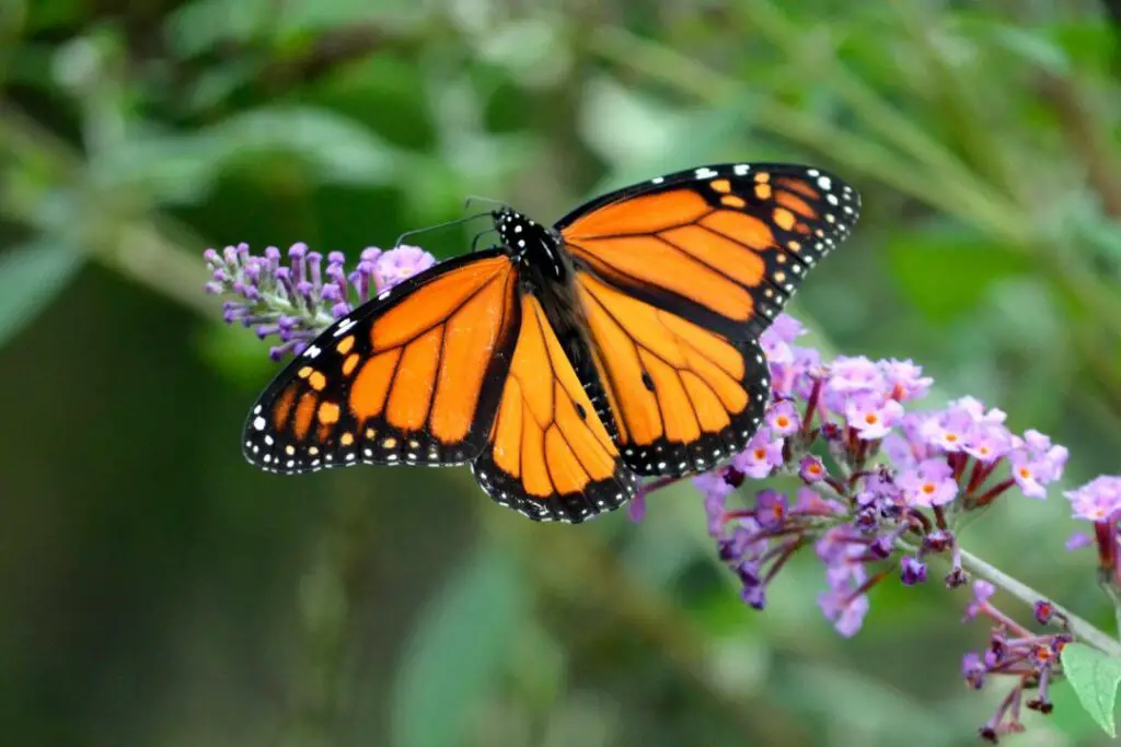 monarch butterfly sitting on some purple flowers