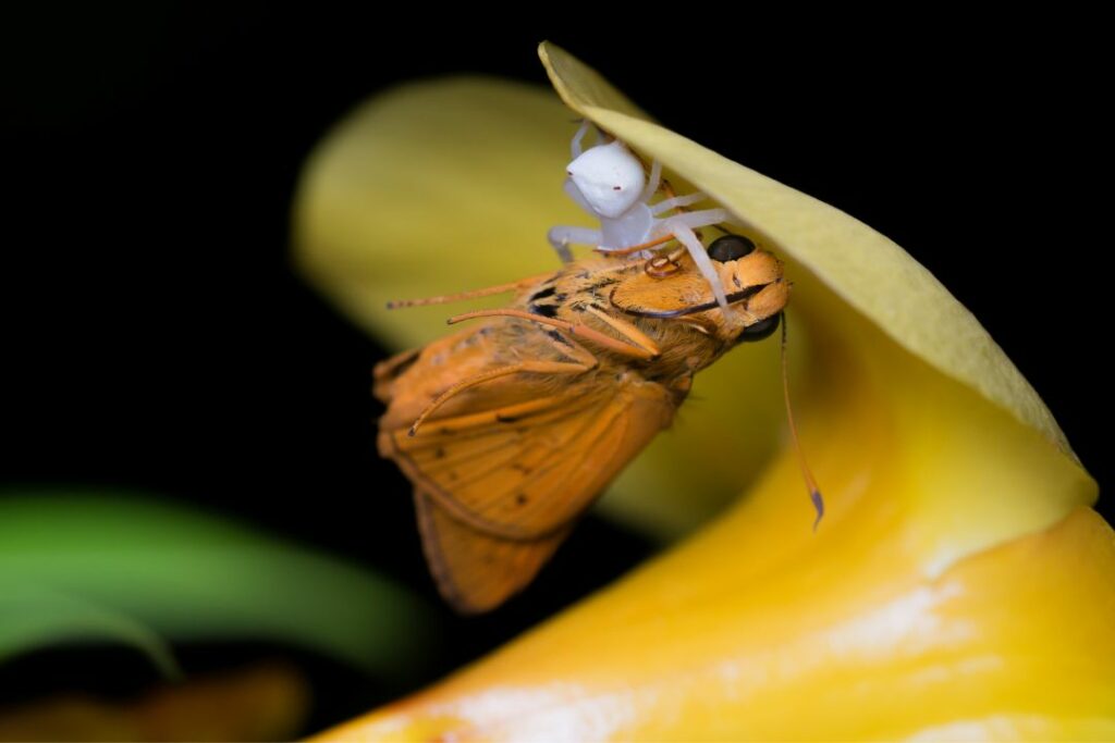 moth being devoured by a white spider