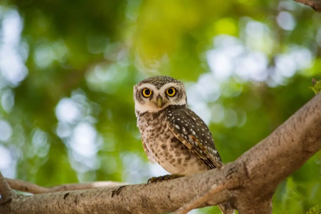 owl waiting on a tree branch for prey to appear