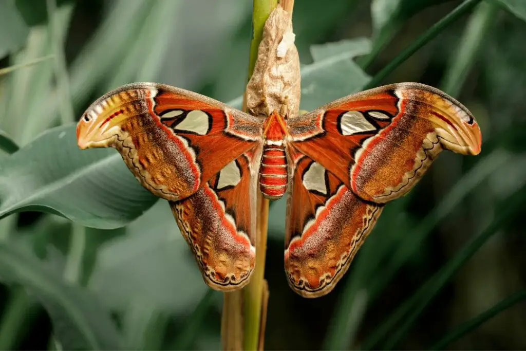 stunning red moth waiting on a plant stem