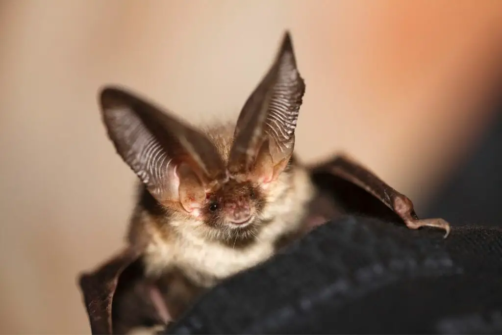 the little brown bat