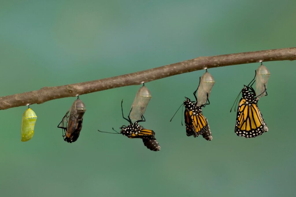 transformation form chrysalis to butterfly