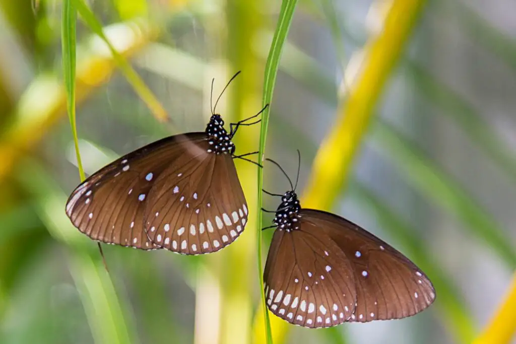 two butterflies resting on a leaf stem