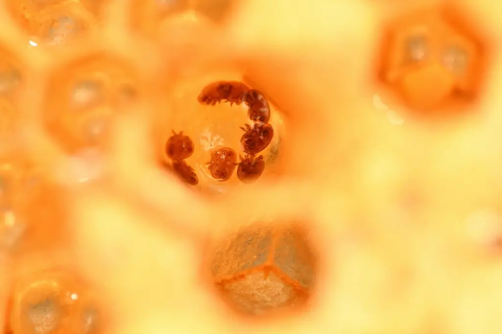 varroa mites in bee cells