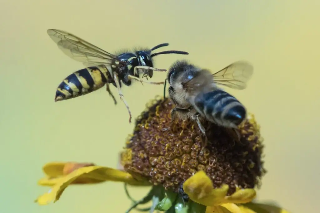 wasp flying in to attack and consume a honey bee