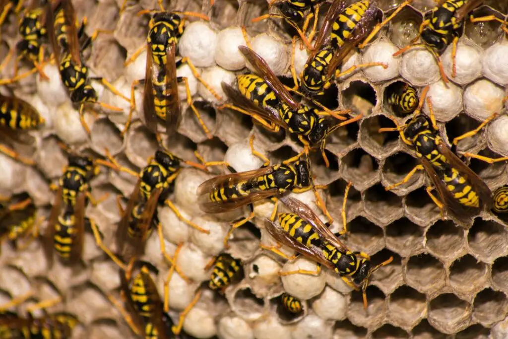 wasps tending to their young larvae
