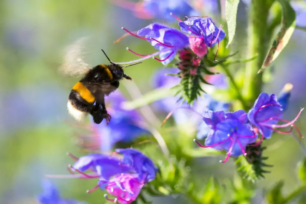 white tailed bumblebee landing on a flower to collect nectar and pollen