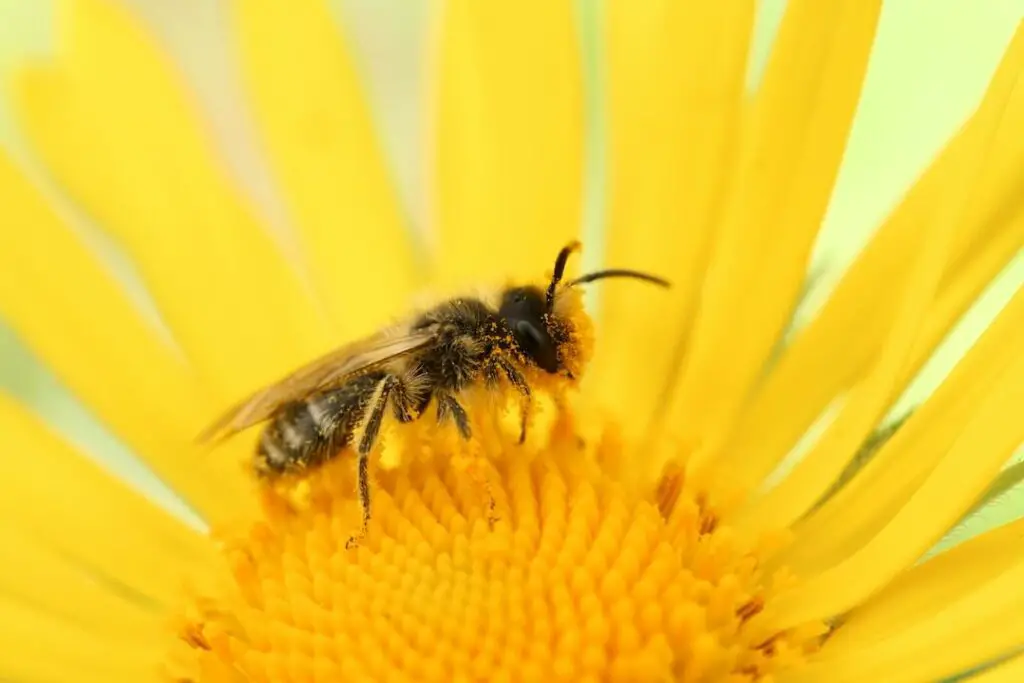 Rarest Bees in Britain