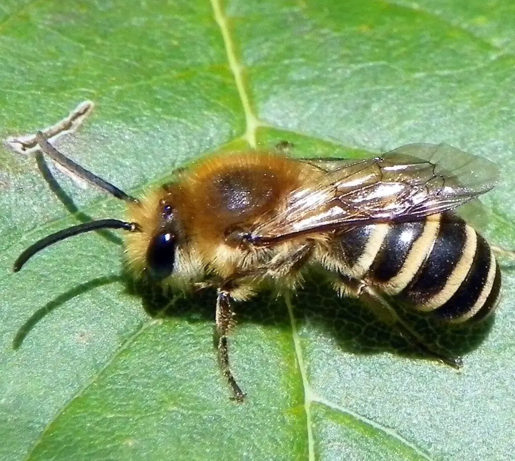 Ivy Bee
