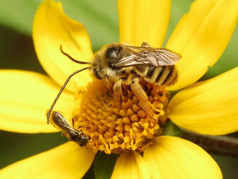 Long-Horned-Bee