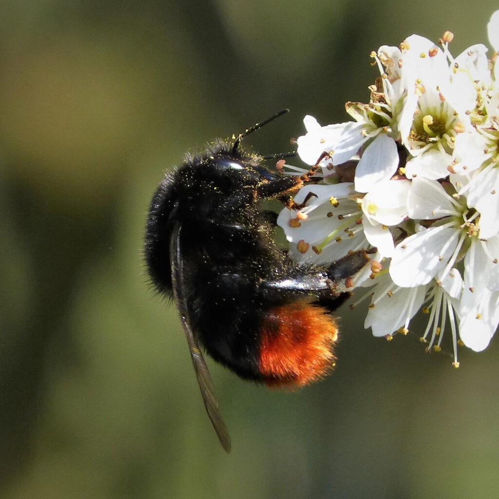 Red-Tailed Bumblebee