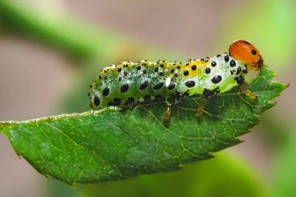 a bright green caterpillar chewing through a leaf 