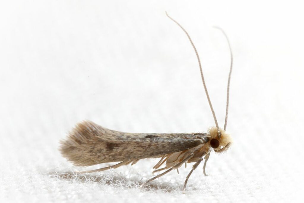 a close up of the dreaded clothes moth