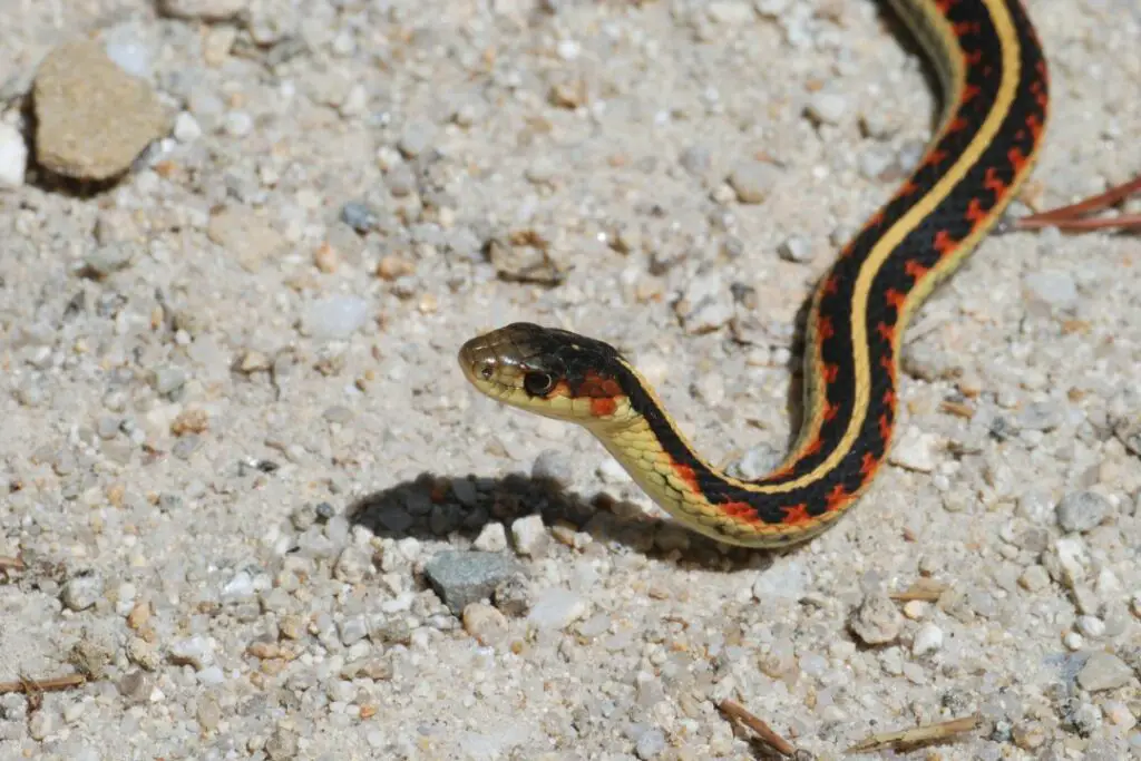 a garter snake rearing its head